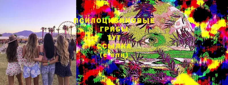 что такое   Суджа  Псилоцибиновые грибы Cubensis 